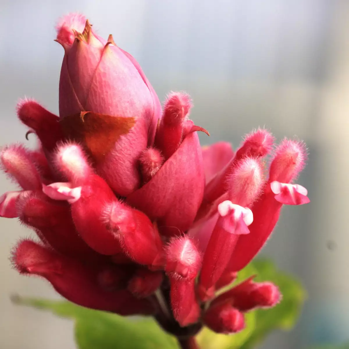 Salvia wagnerianna 'Sauge de Wagner'
