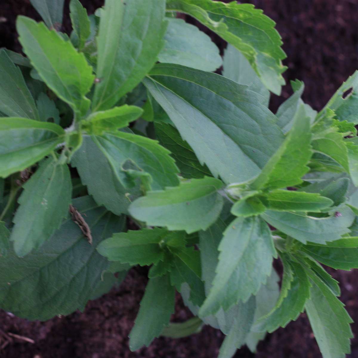 Stevia rebaudiana plante à sucre
