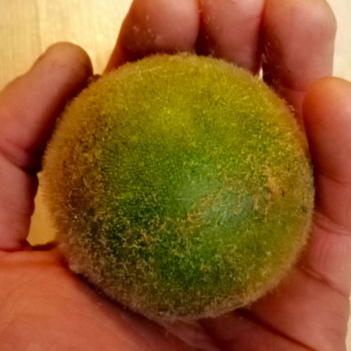 Solanum quitoensis (Lulo, Naranguille)
