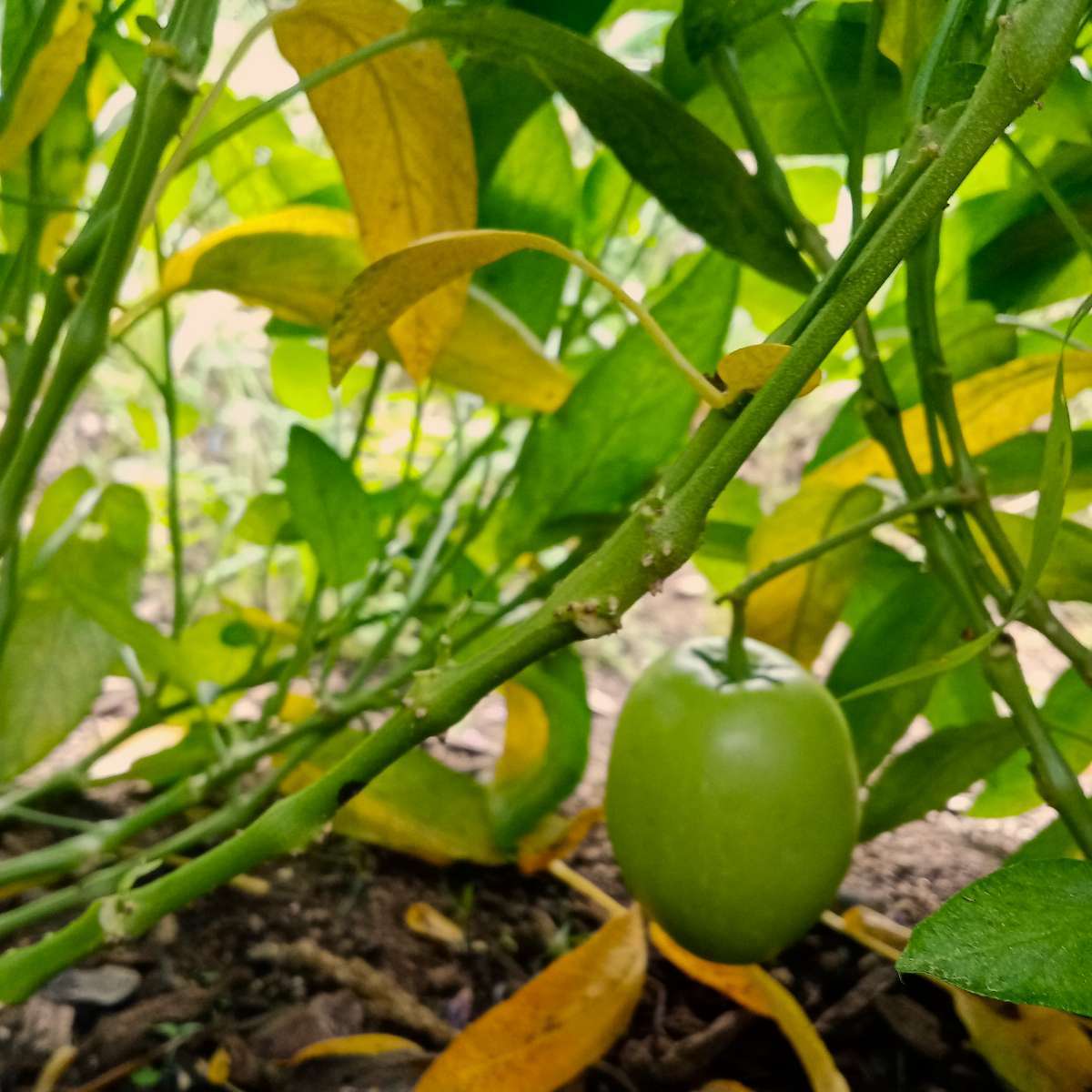SOLANUM muricatum Poire/Melon