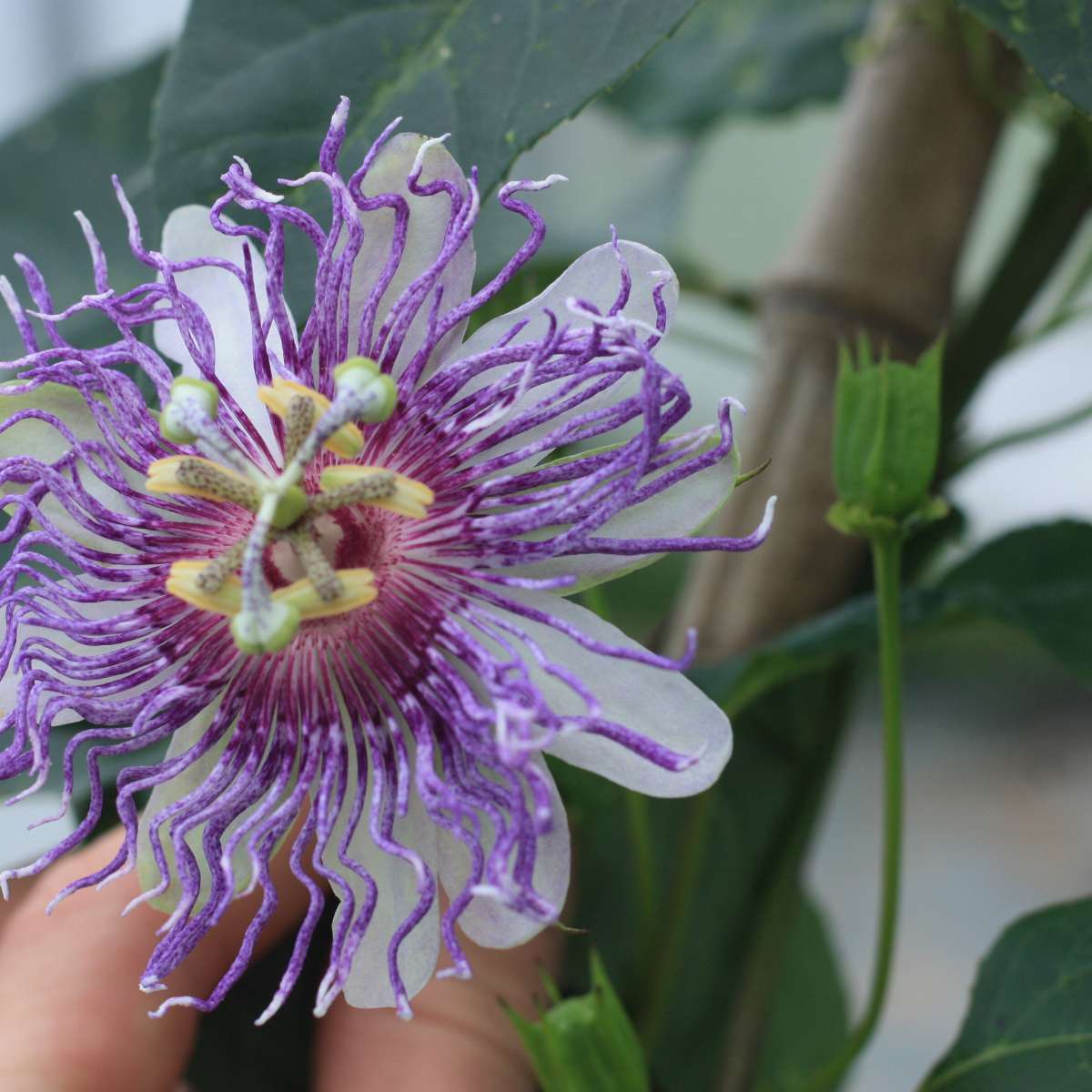 Passiflora incarnata Passiflore officinale