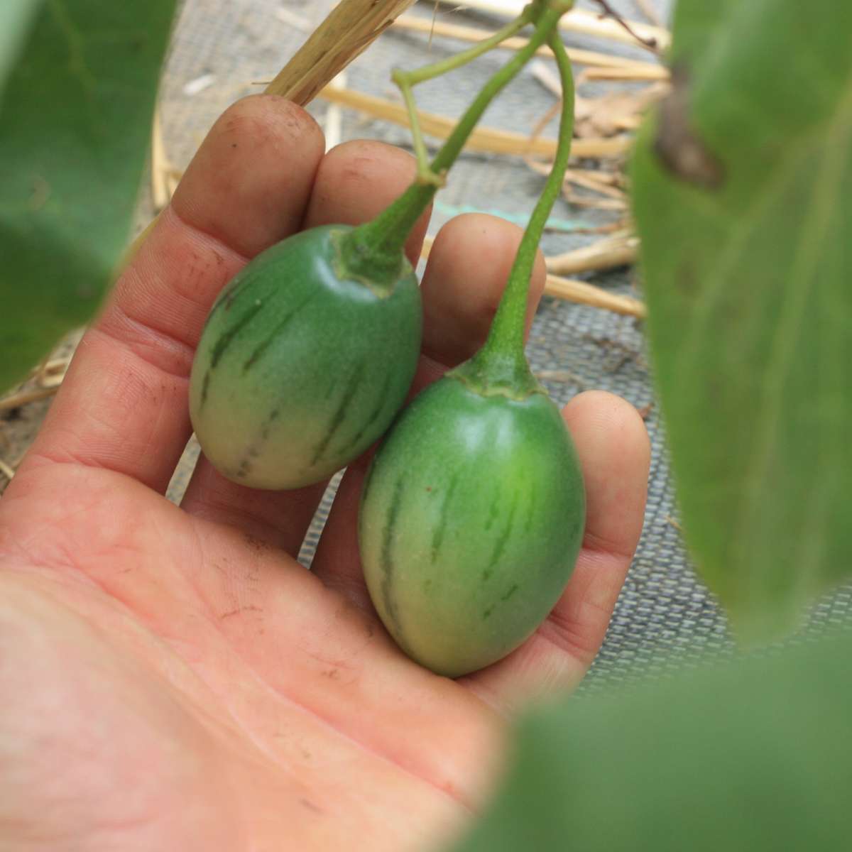 Solanum Betaceum Tamarillo Arbre à Tomate