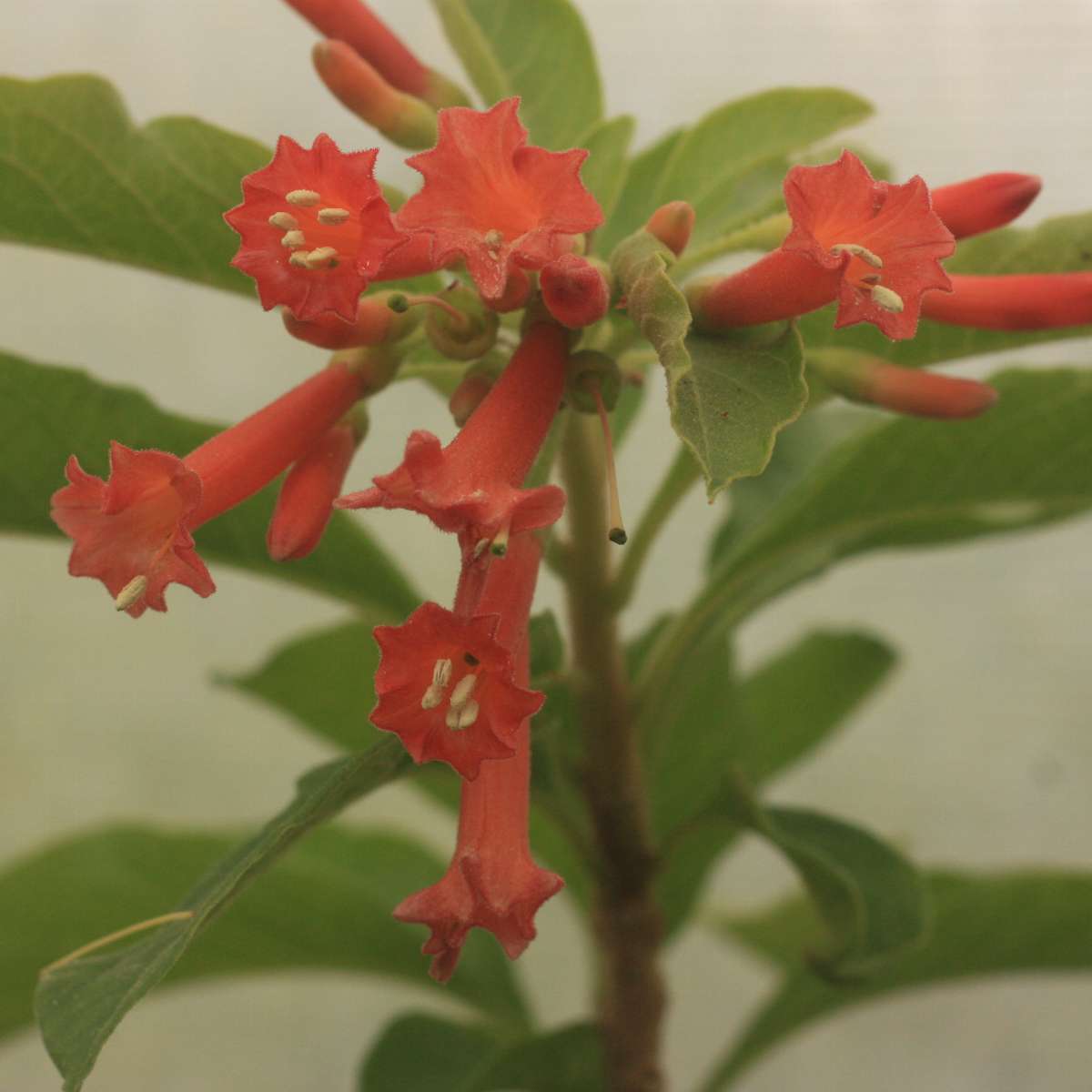 Iochroma fuchsioïdes Iochrome Rouge