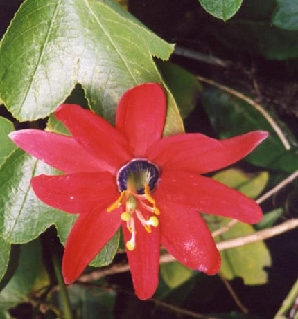 Passiflora manicata passiflore rouge
