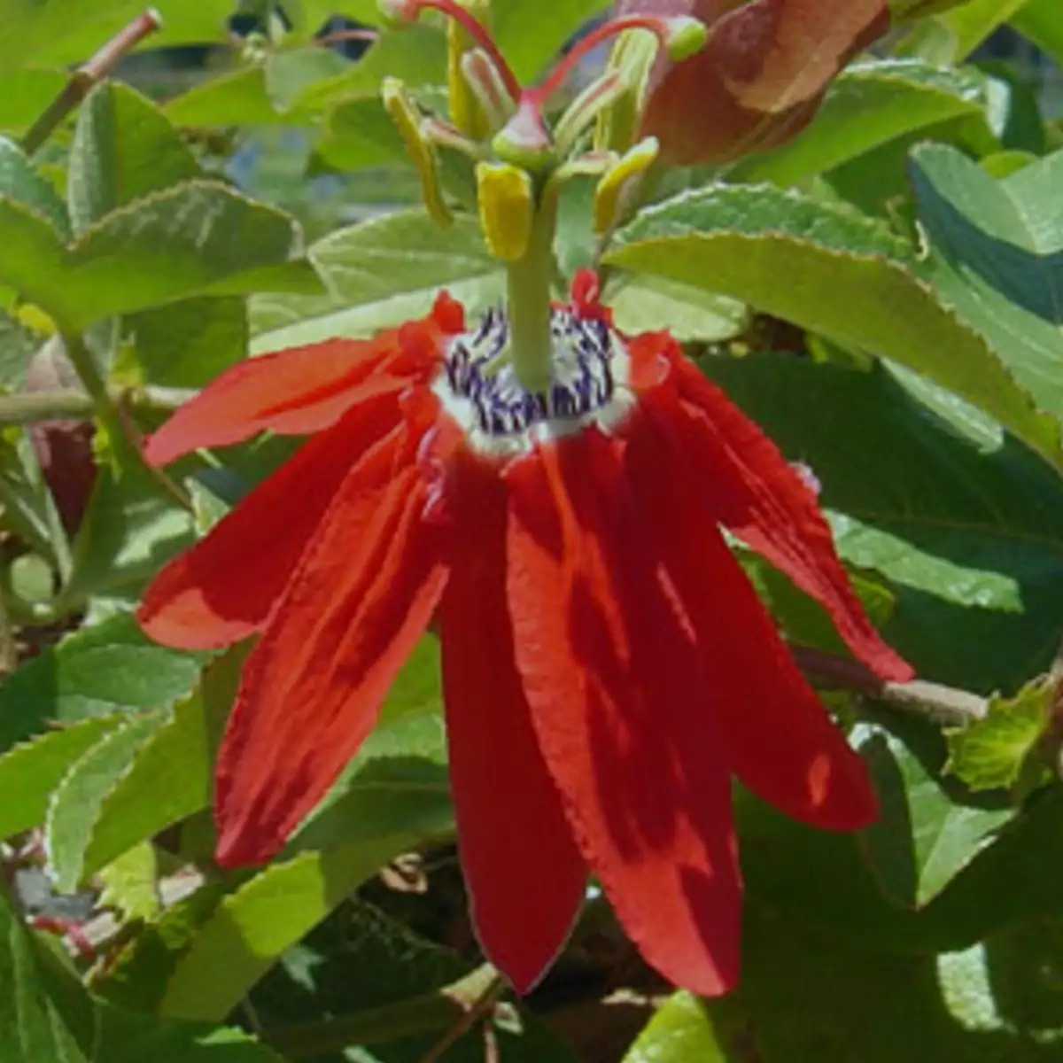 Passiflora manicata passiflore rouge