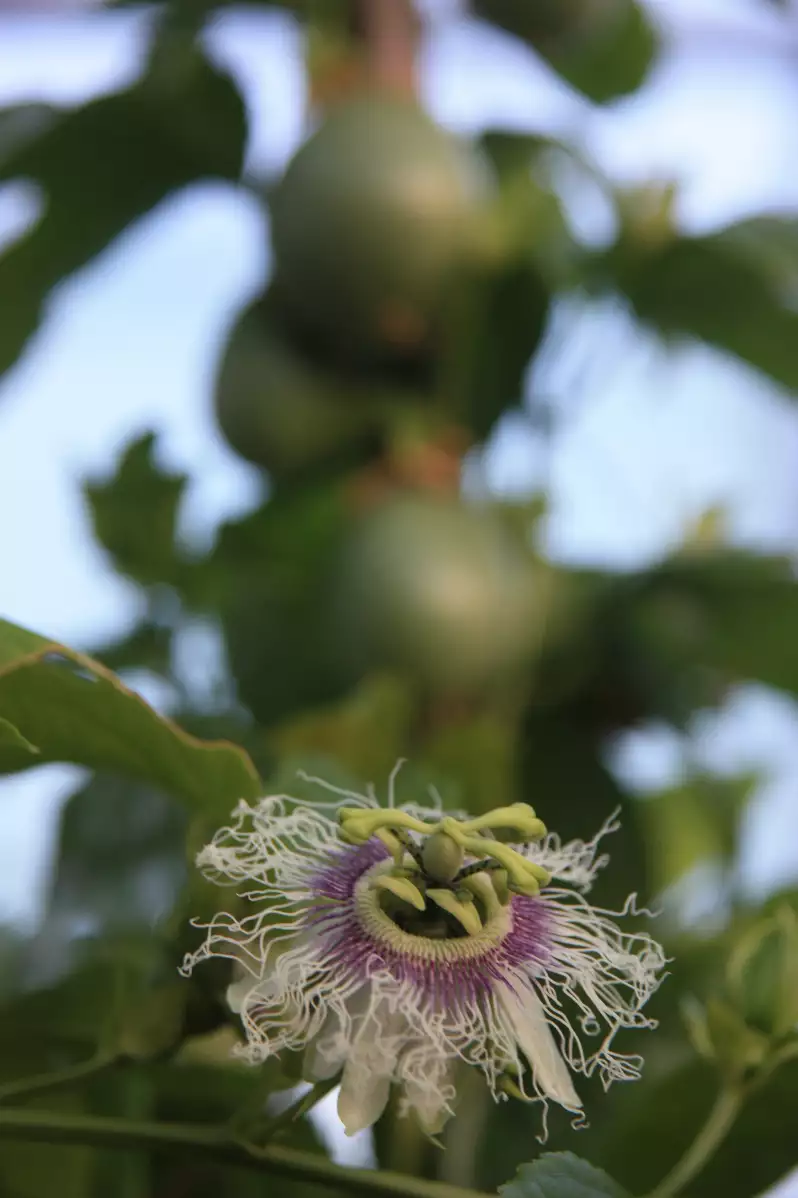 Passiflora edulis fruit de la passion