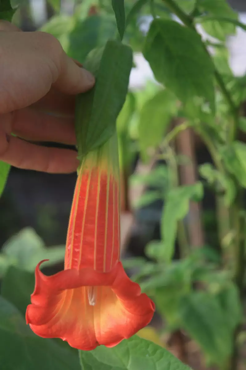 Brugmansia sanguinea