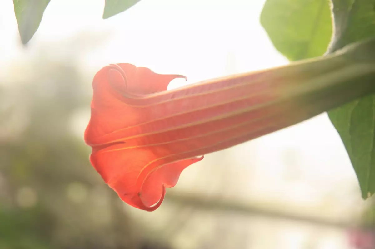 Brugmansia sanguinea