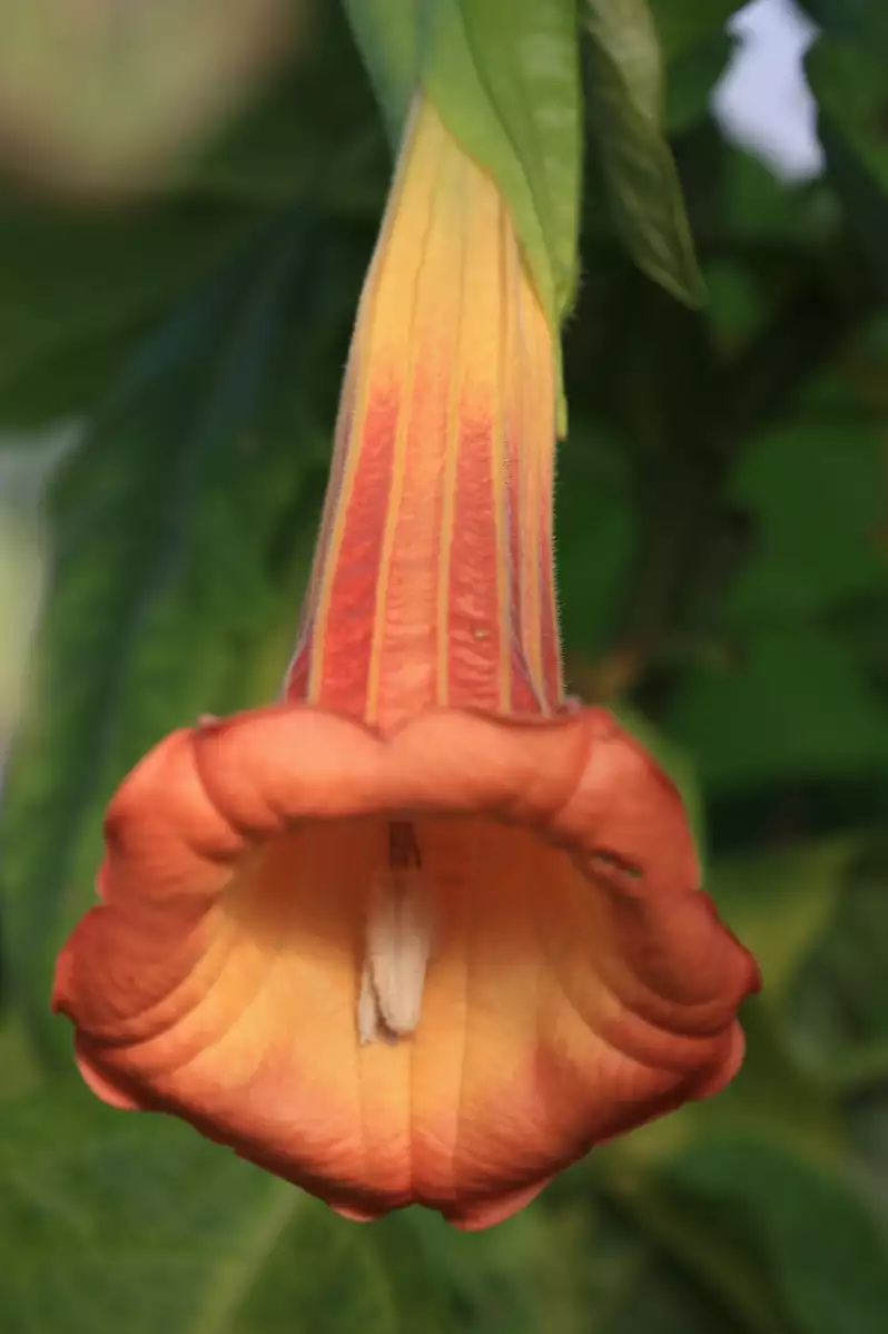 Brugmansia sanguinea