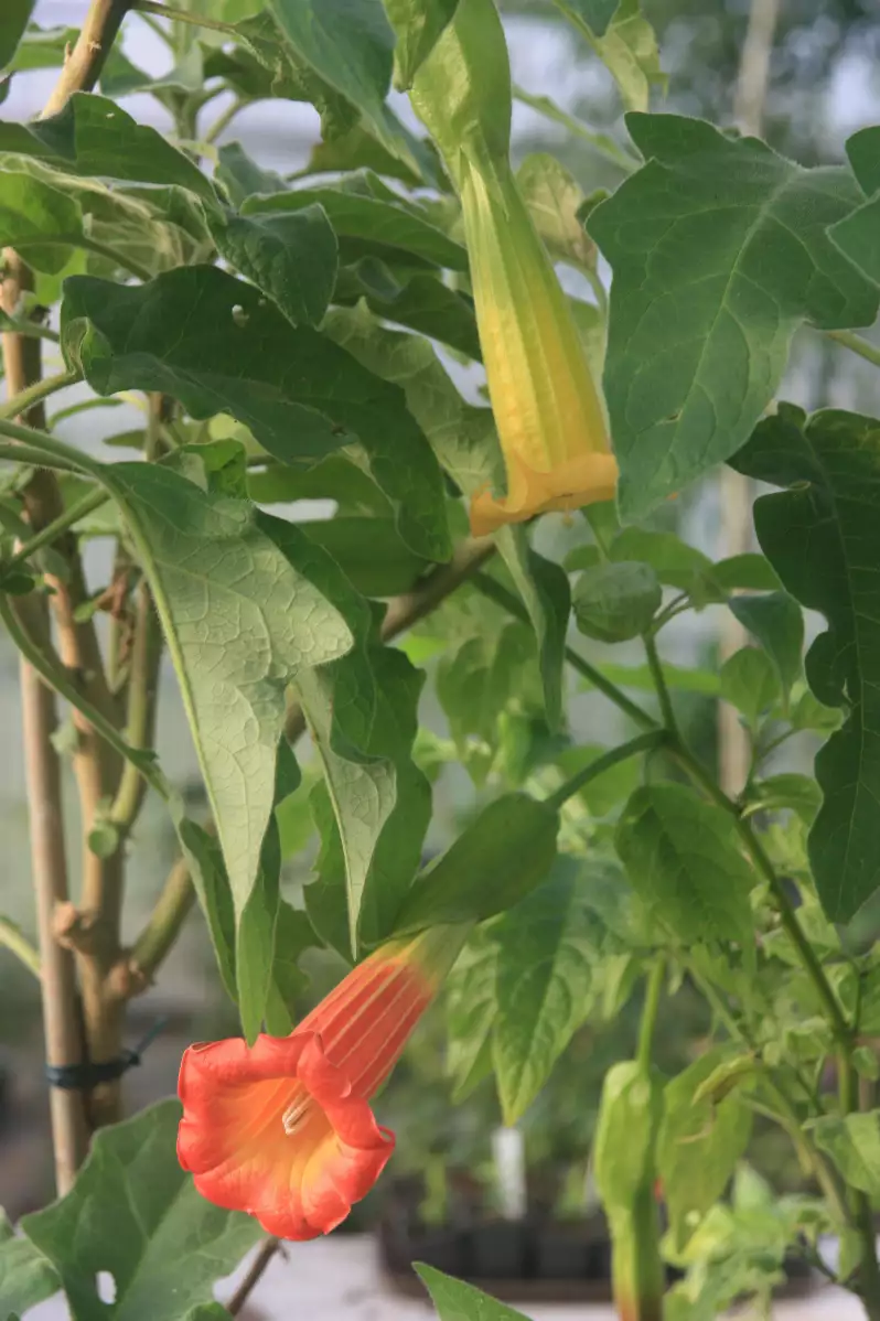 Brugmansia sanguinea