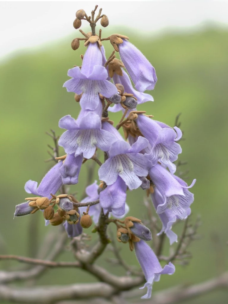 Paulownia coreana Paulownia Coréen