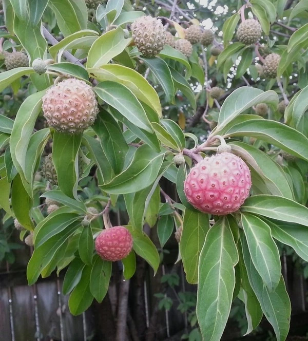 Cornus capitata Cornouiller de l'Himalaya