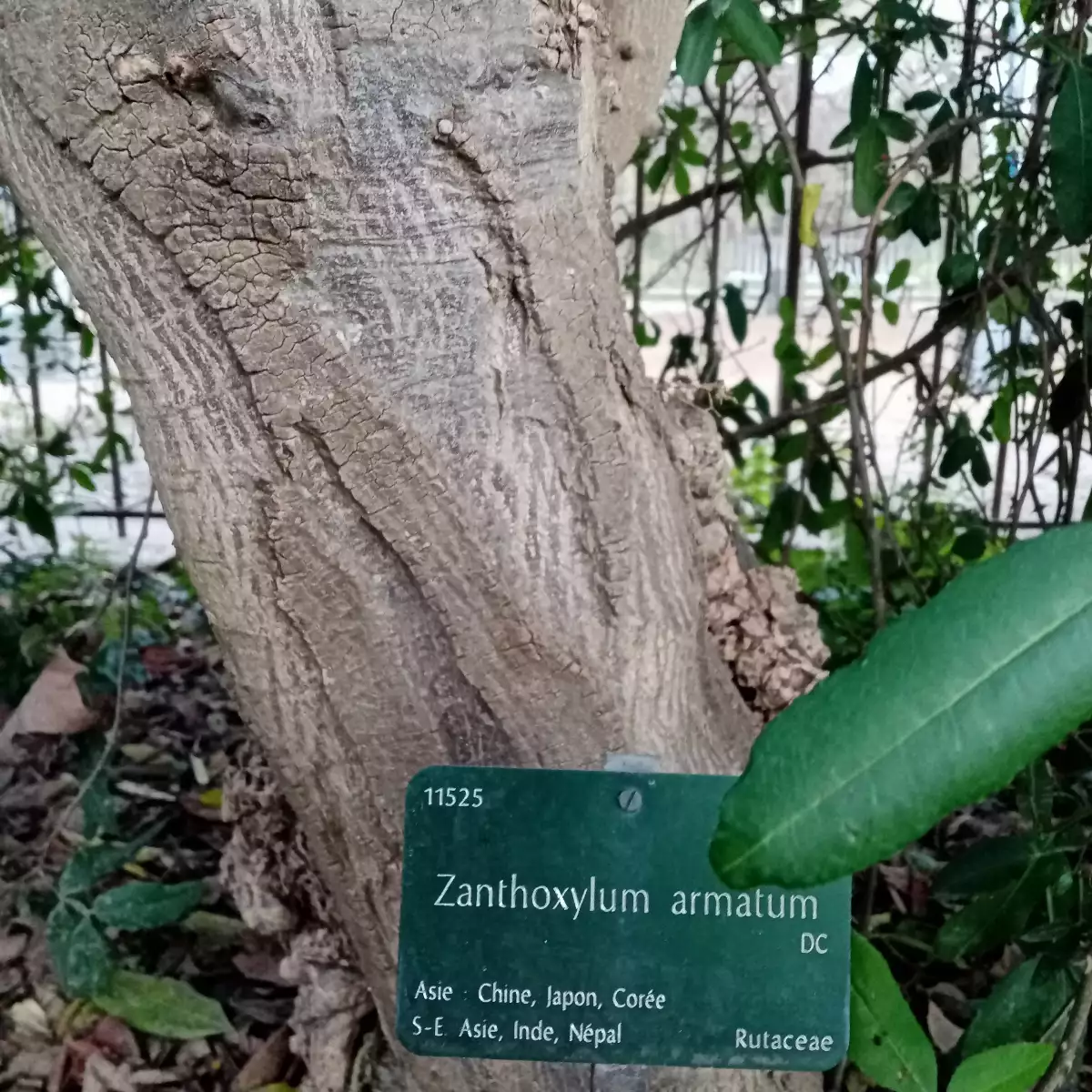 Zanthoxylum armatum Timut