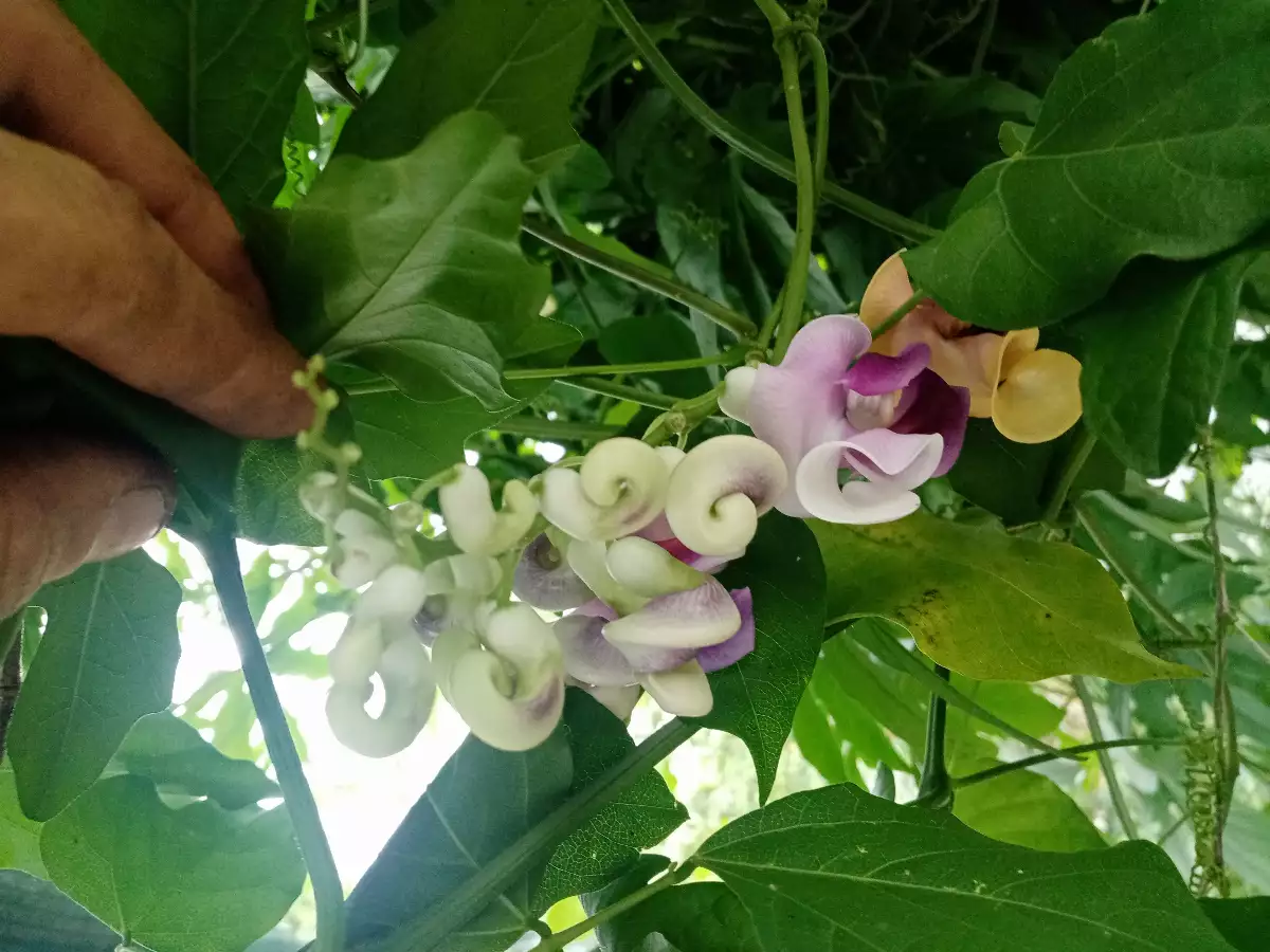 Vigna caracalla "vigne escargot"