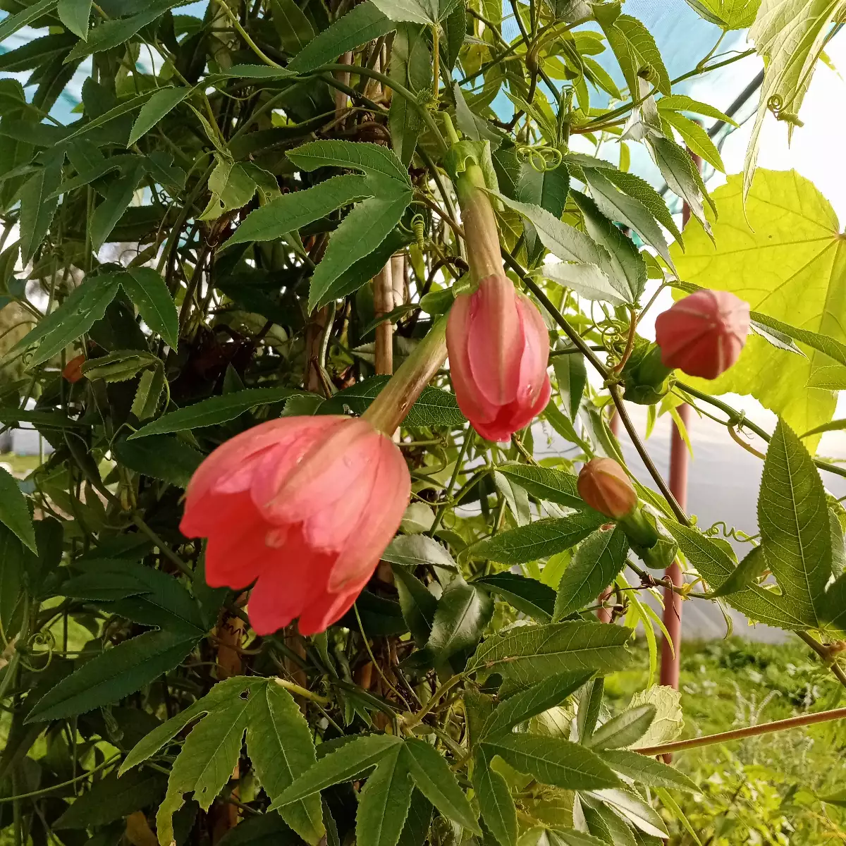 Passiflora mixta 'Tumbo"