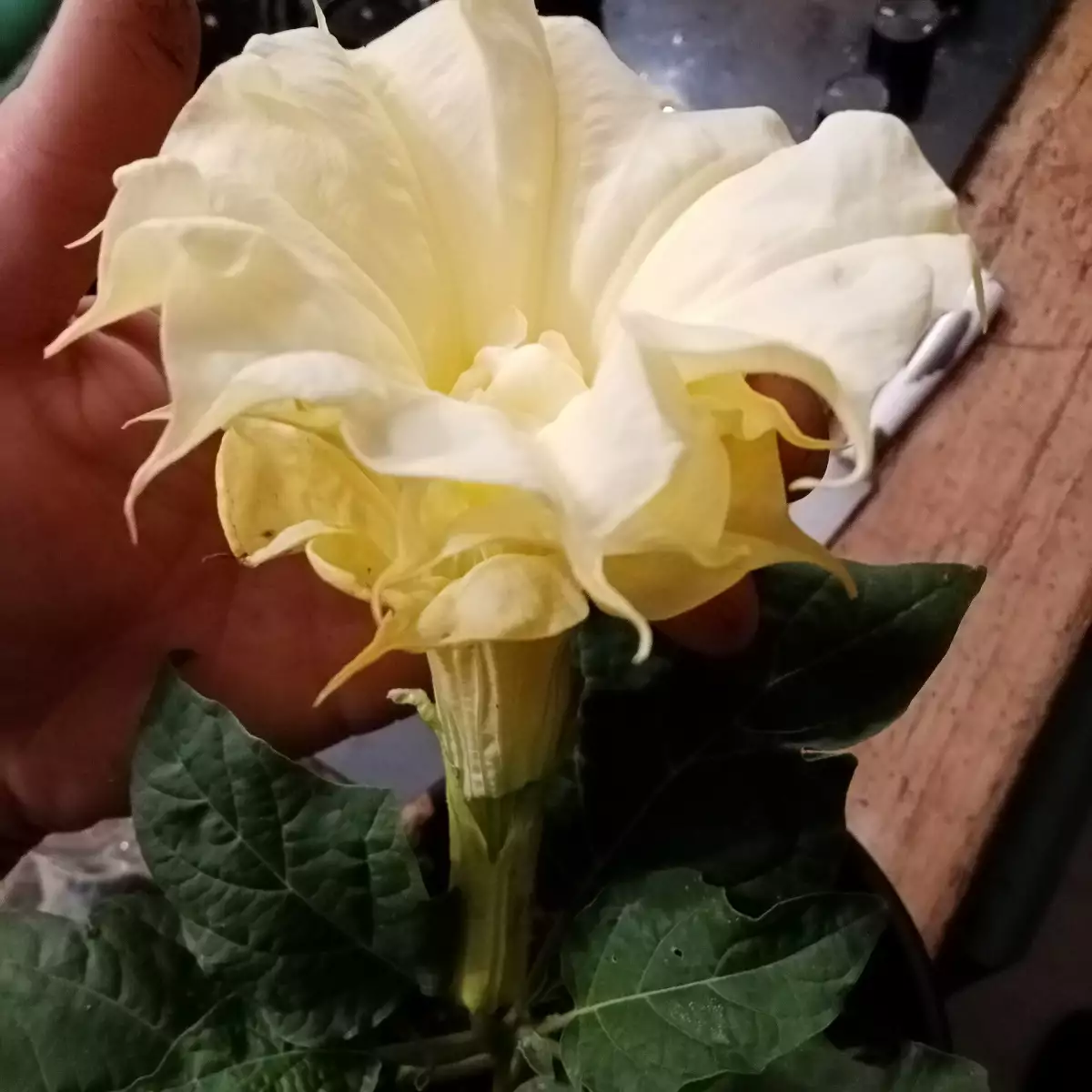 Datura metel 'Double Yellow'