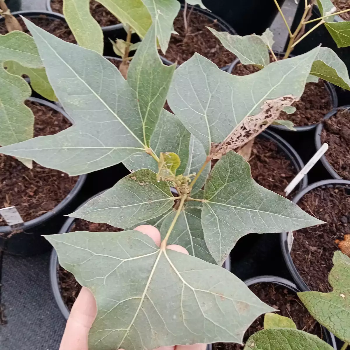 Brachychiton populneus Arbre bouteille