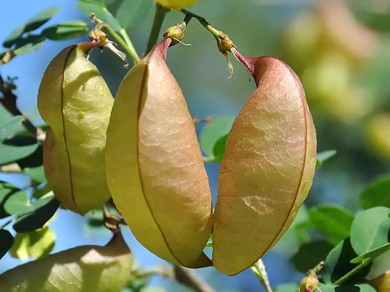 Colutea arborescens (Baguenaudier, arbre à vessie)