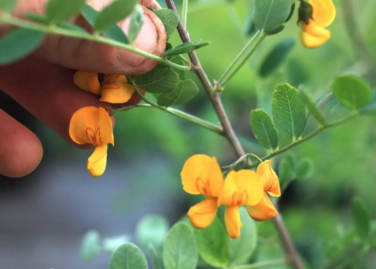 Colutea arborescens (Baguenaudier, arbre à vessie)