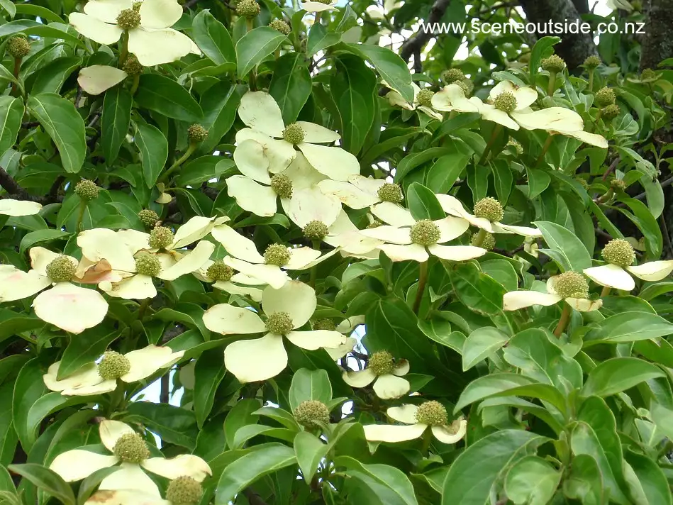 Cornus capitata Cornouiller de l'Himalaya