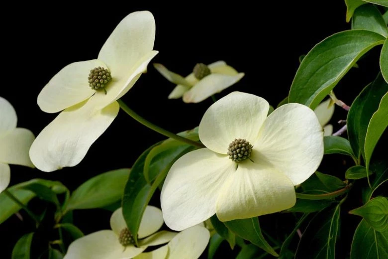 Cornus capitata Cornouiller de l'Himalaya