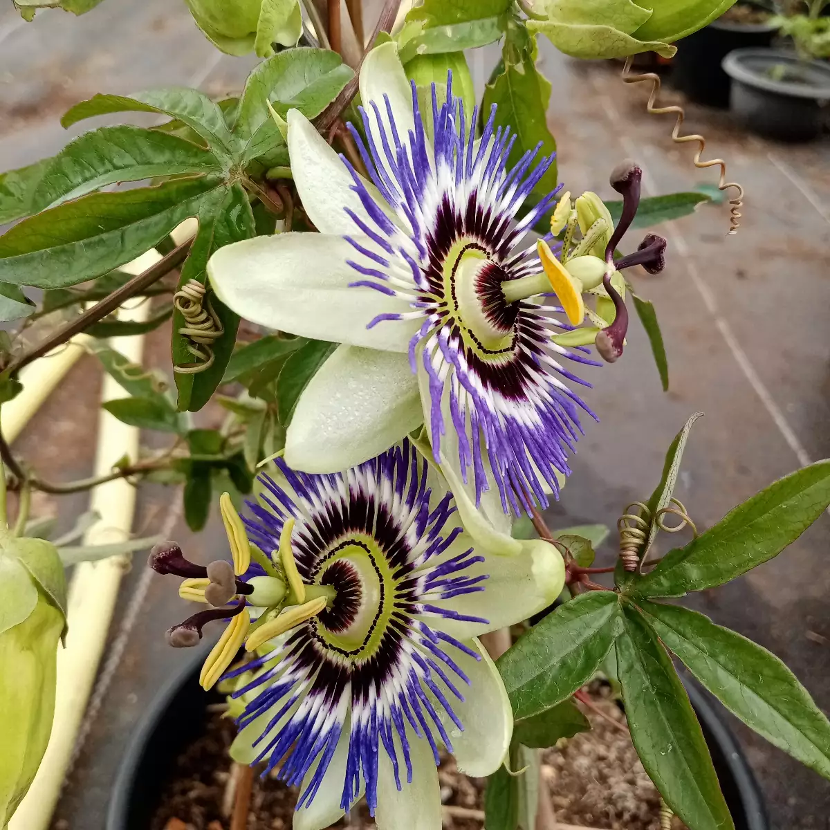 Passiflora caerula