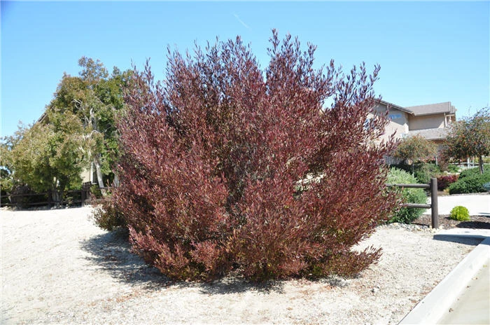 Dodonaea viscosa (Hopblush)