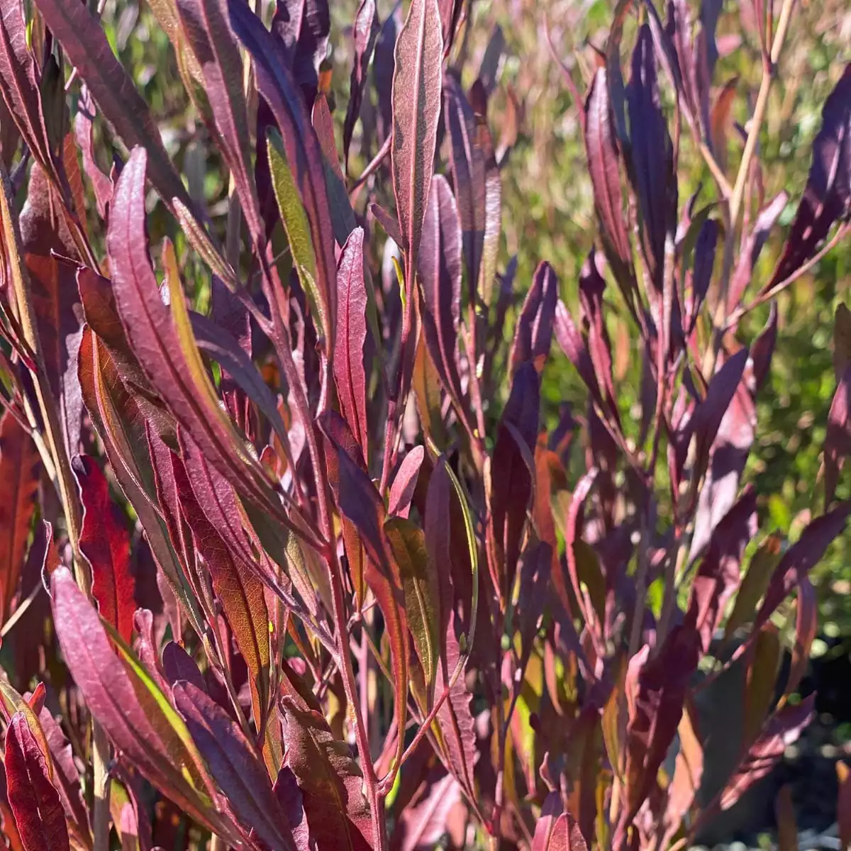 Dodonaea viscosa (Hopblush)