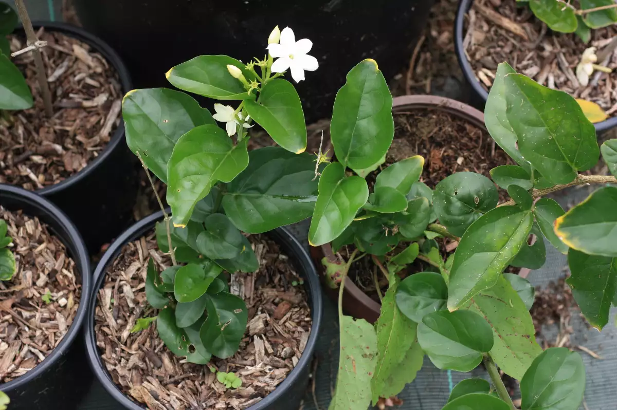 Jasminum sambac (jasmin arabe)