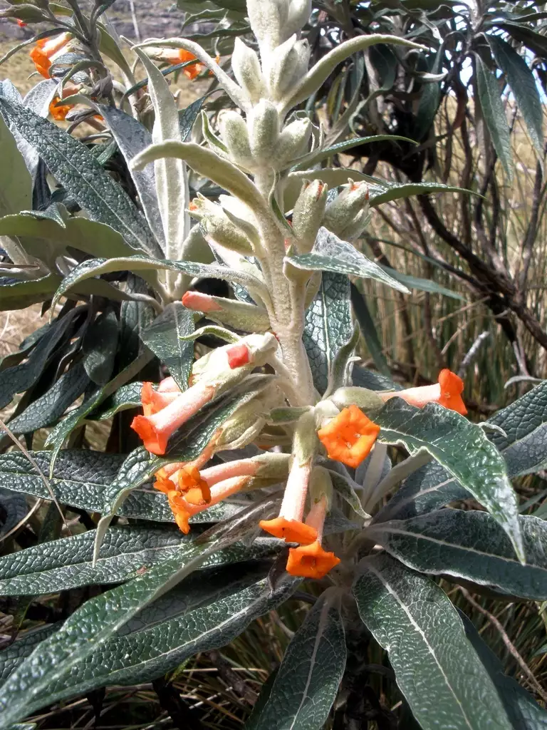 Buddleia speciosissima