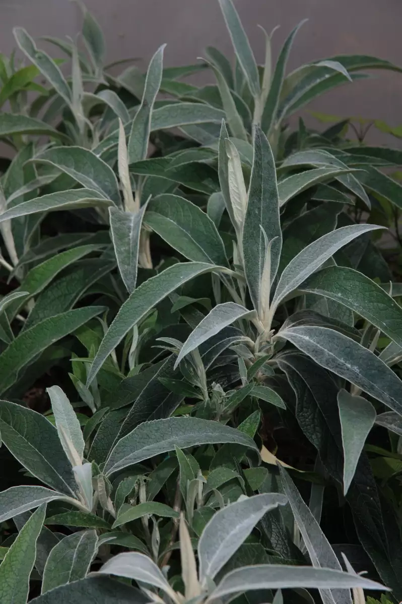 Buddleia speciosissima