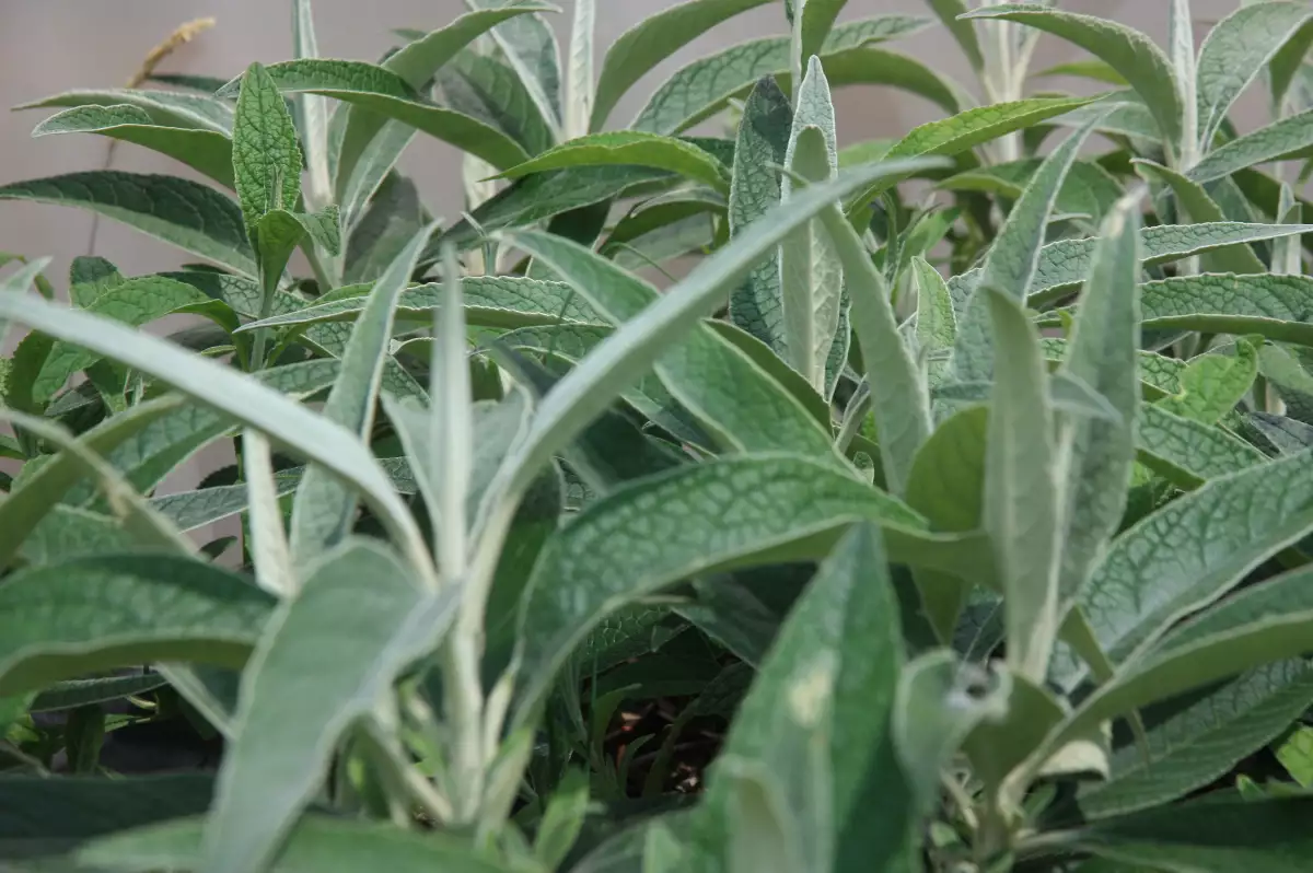 Buddleia speciosissima