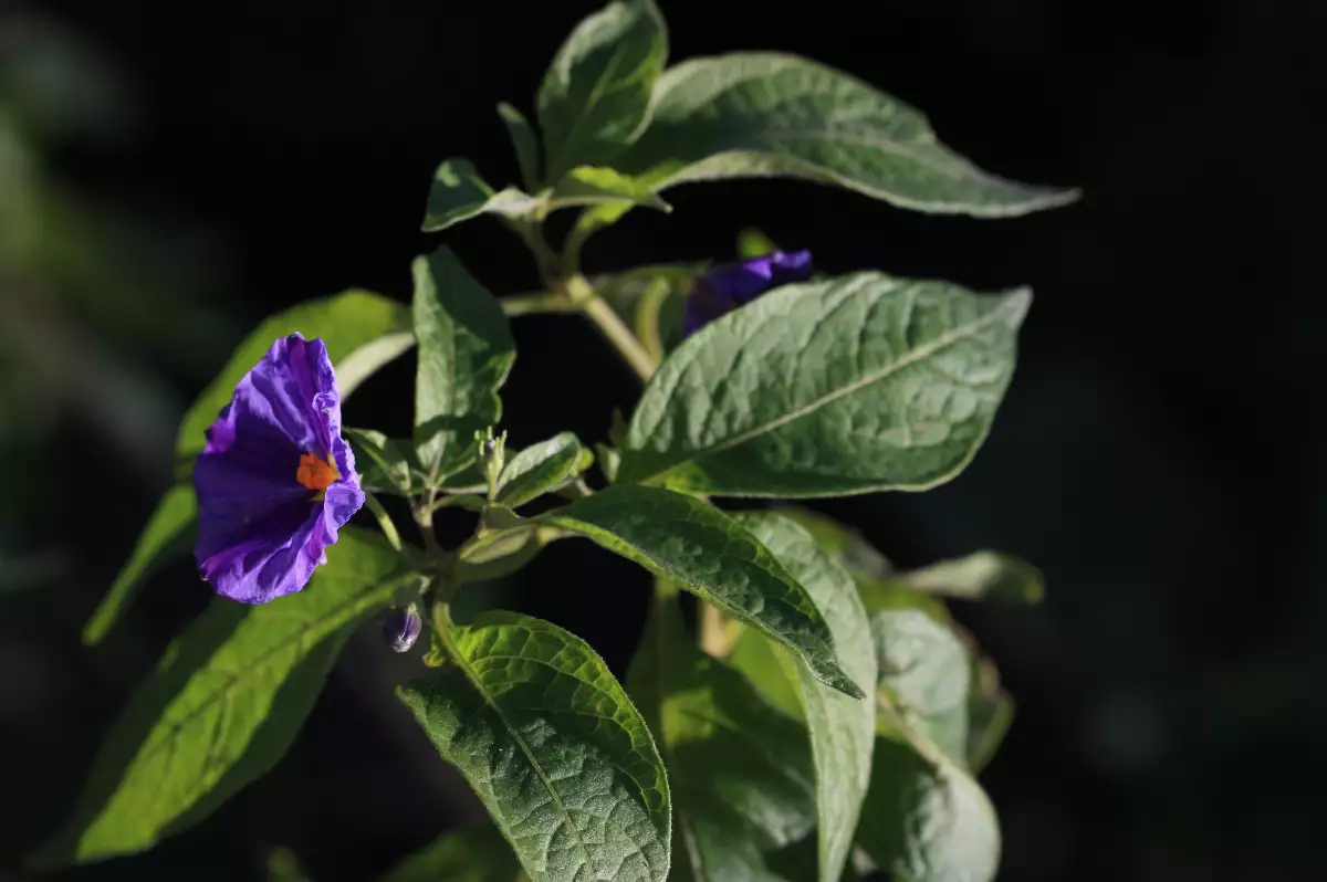 Solanum rantonettii Gentiane en Arbre