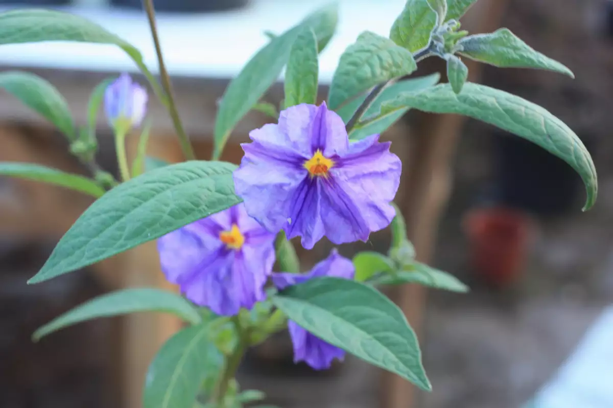 Solanum rantonettii Gentiane en Arbre