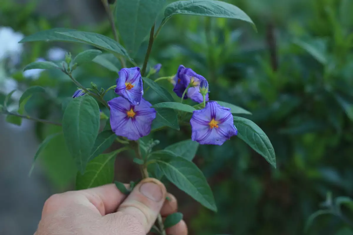 Solanum rantonettii Gentiane en Arbre