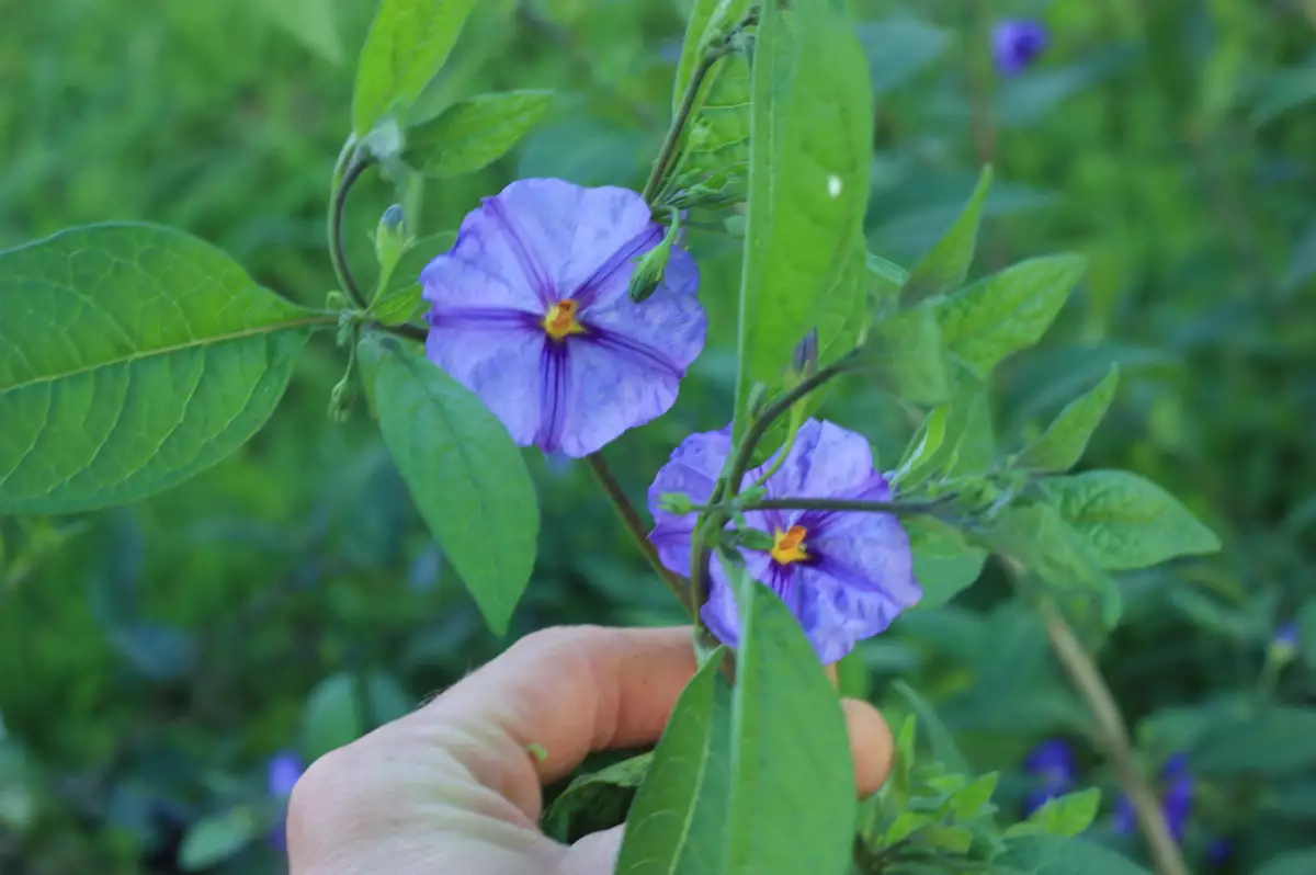 Solanum rantonettii Gentiane en Arbre