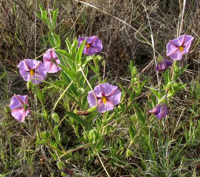 Lycianthes moziniana Tlanoxtle