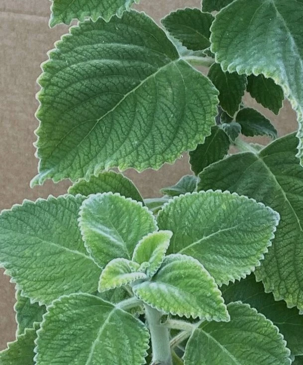 Plectranthus species Citronelle d'Australie