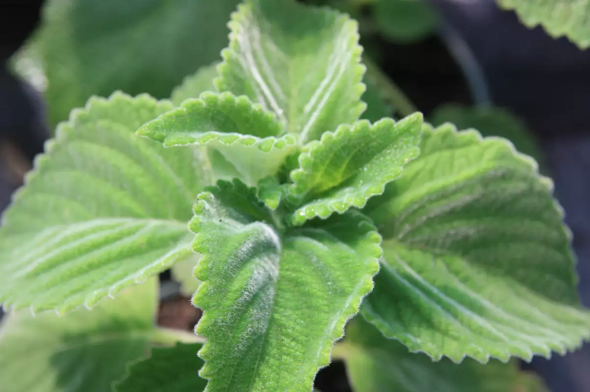 Plectranthus species Citronelle d'Australie