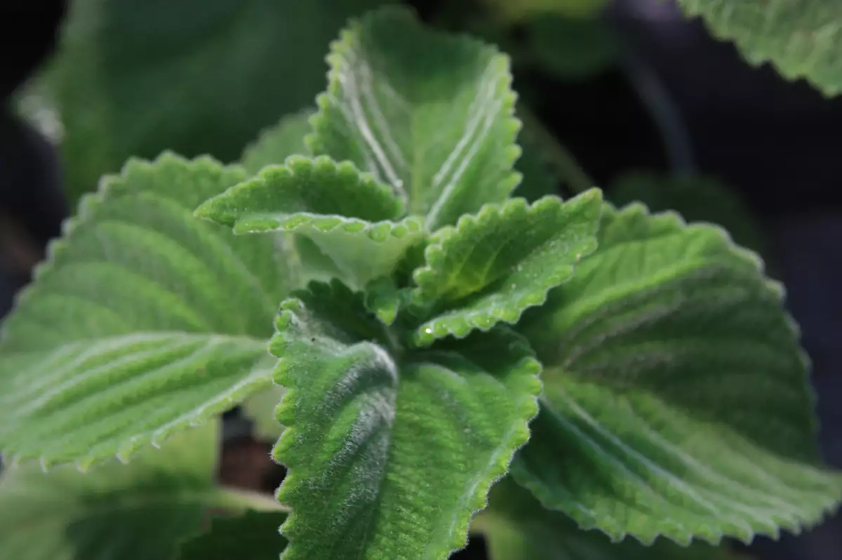 Plectranthus species Citronelle d'Australie