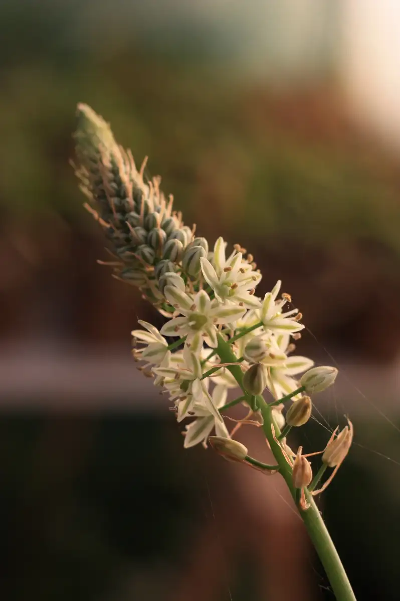 ALBUCA bracteata