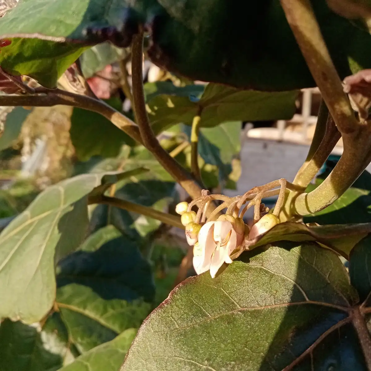 Solanum betaceum 'yellow fruits'