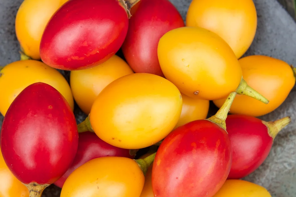 Solanum betaceum 'yellow fruits'