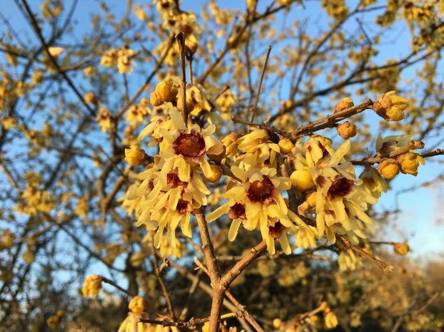 Chimonanthus preacox