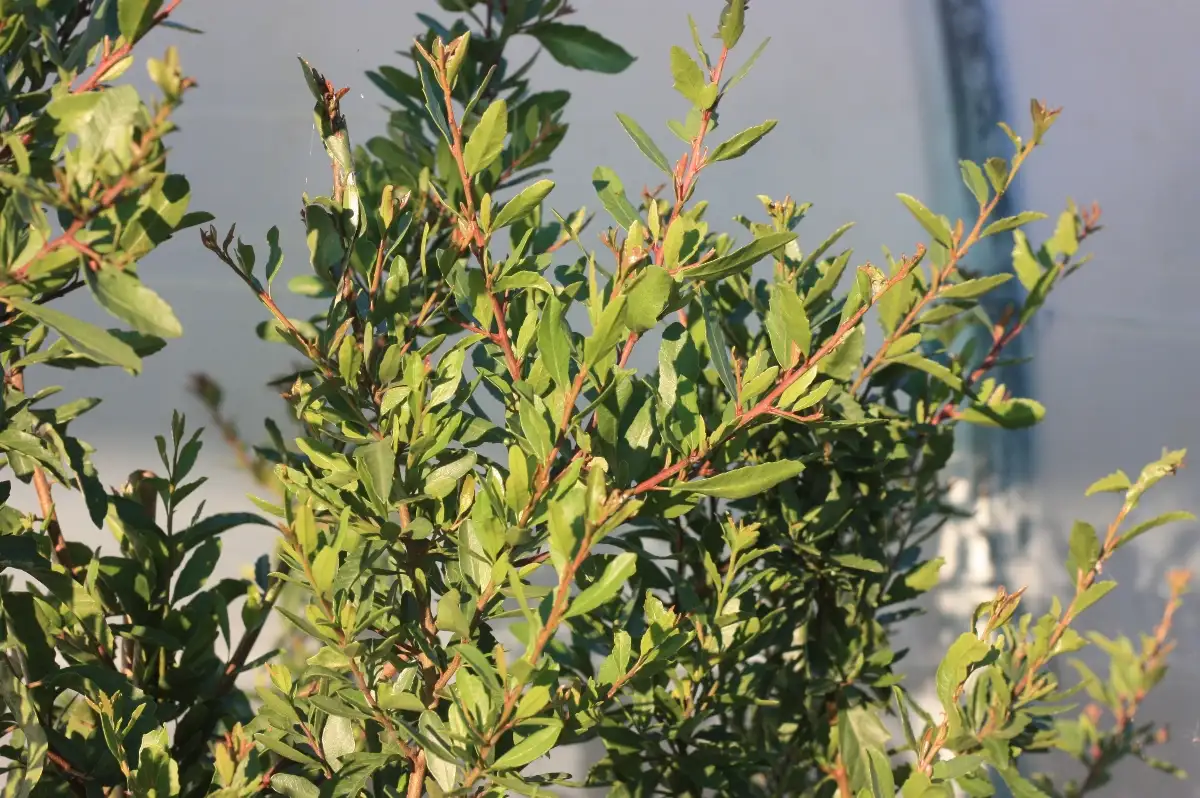 Schinus polygama Borocco