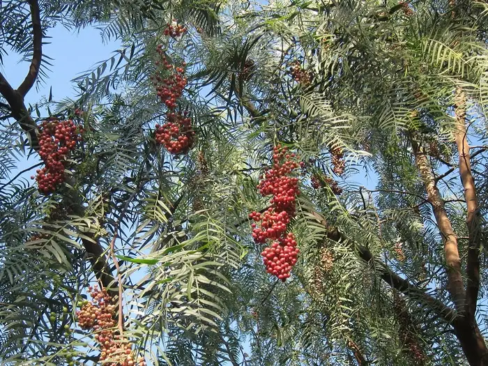 Schinus molle Poivrier du Pérou