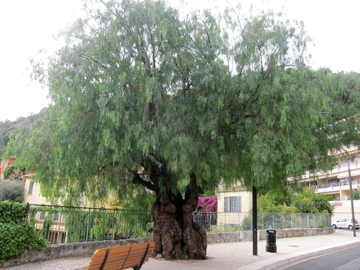 Schinus molle Poivrier du Pérou