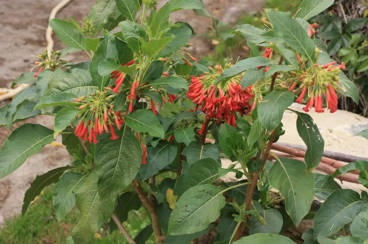 Iochroma fuchsioïdes Iochrome Rouge