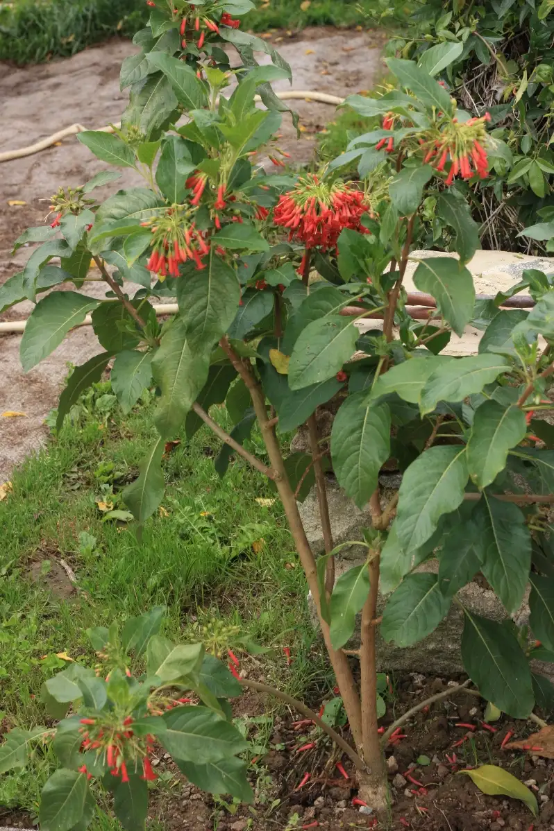 Iochroma fuchsioïdes Iochrome Rouge