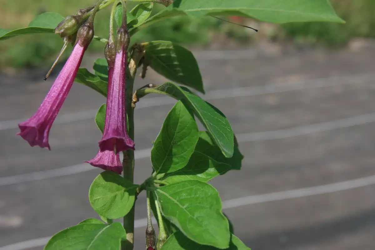 Iochroma cyaneum